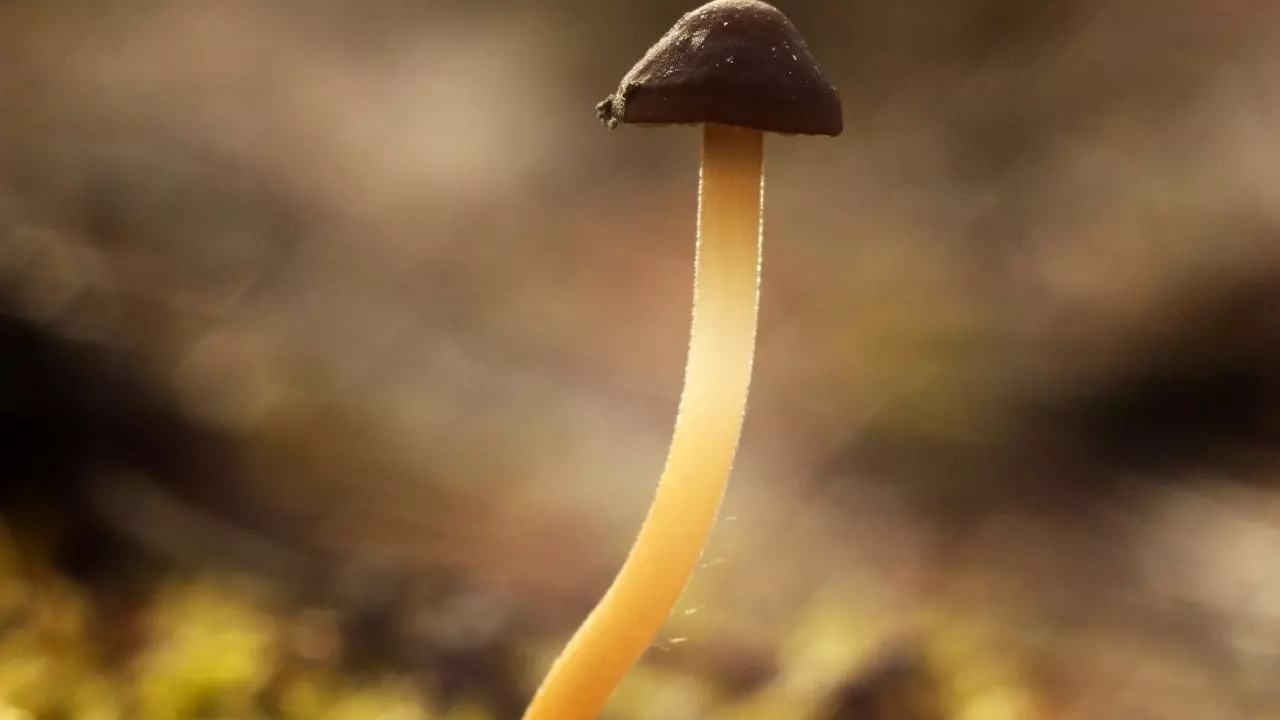 Первый съедобный гриб обнаружили в Новосибирской области — где его нашли