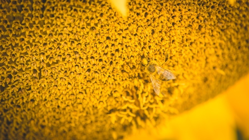 80% - мертвы: в Новосибирской области начался массовый мор пчёл