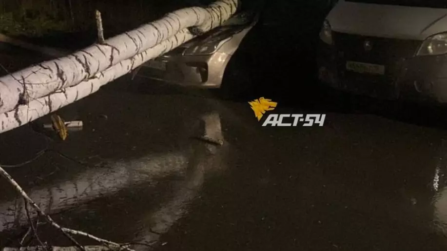 Береза упала на автомобиль в Новосибирске в Заельцовском районе.