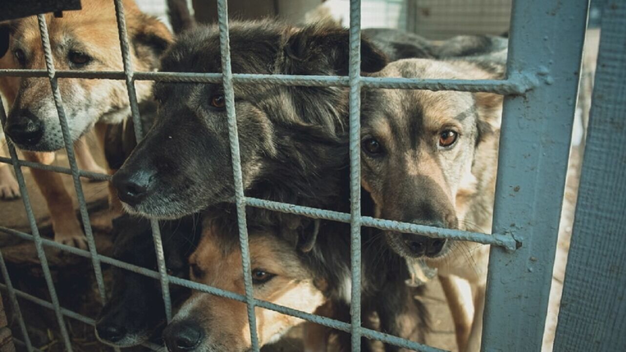 Численность агрессивный собак снизилась в Новосибирской области