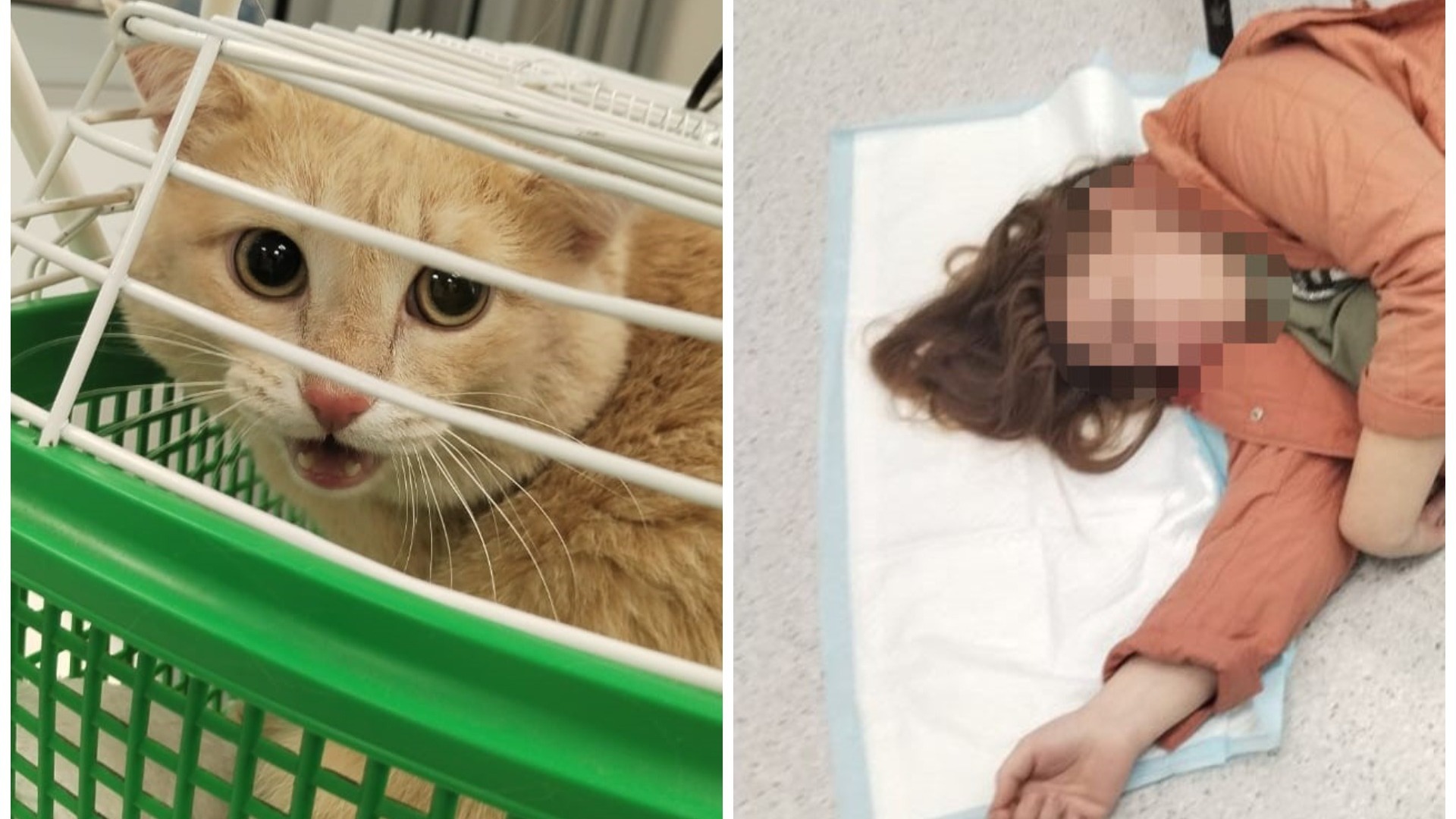 В Новосибирске женщина спала на полу ветклиники пока кастрировали кота