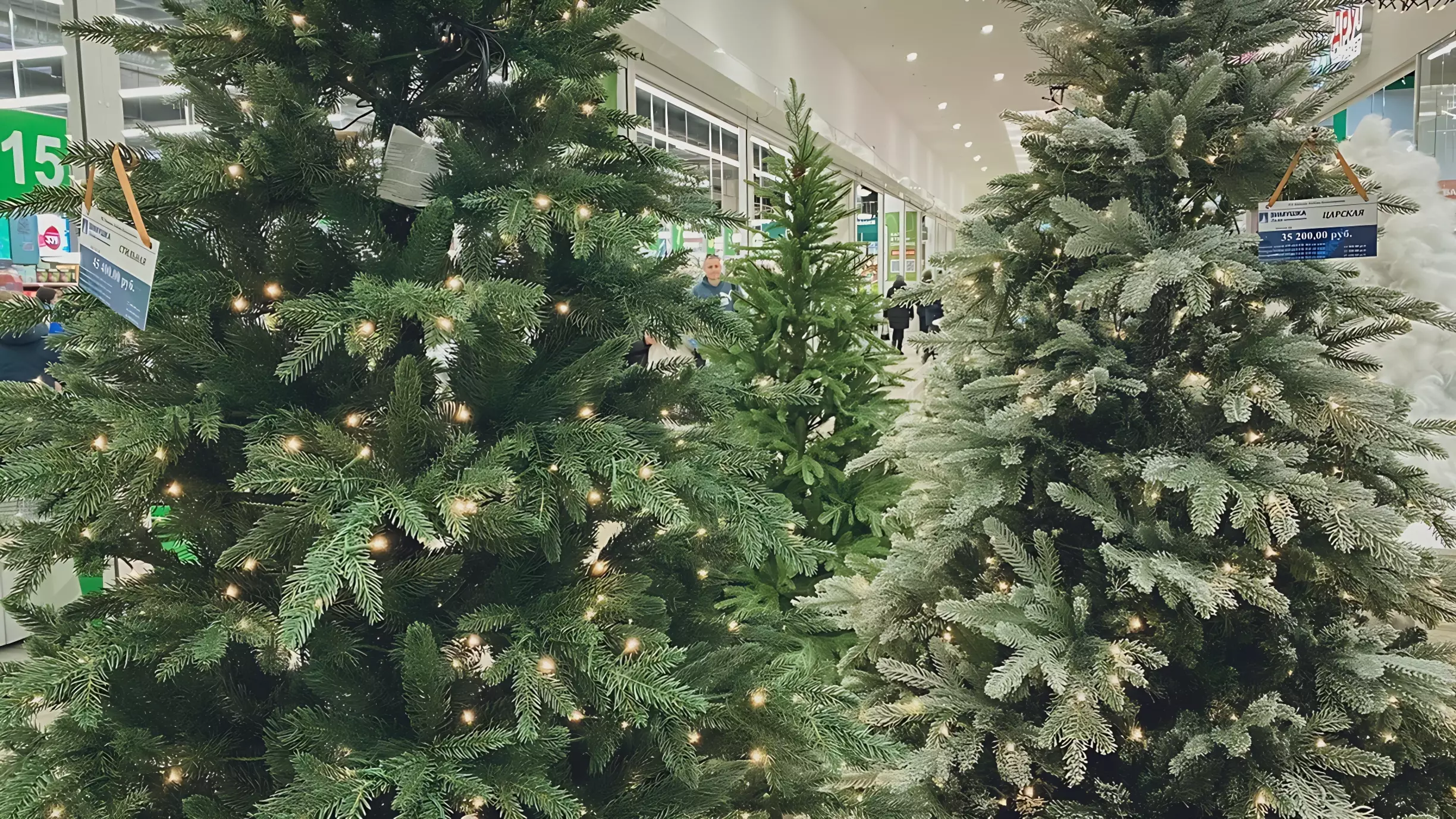 Новосибирские магазины предлагают новогодние деревья на любой кошелек